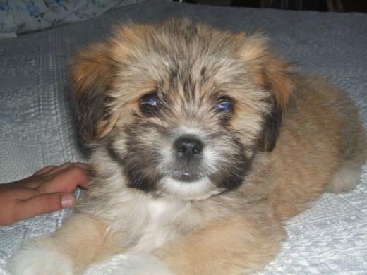 TOMY ES UN CACHORRO MUY DULCE Y JUGUETON LE GUSTAN SUS PELUCHES.